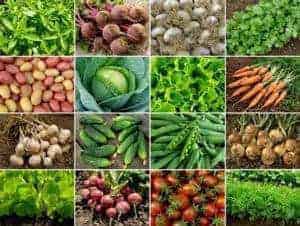 plant based diet plan